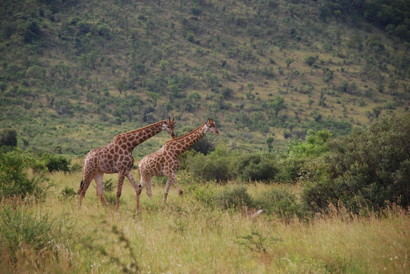Giraffen in Pilanesberg
